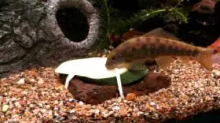 Sucking Catfish displaced by Tandanus Tandanus