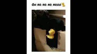 О нет - oh no 😧 - трагедия - чёрная мафия - животные 🐈 (1 на 1) - смешные кошки