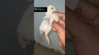 🐣 🐥 unbelievable transformation of little chick See before and after
