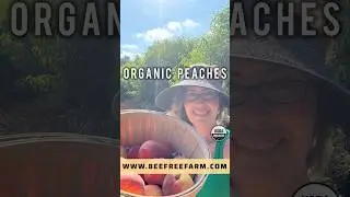 Bee Free Farm at the Farmer&rsquo;s Market