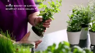 Imhofbio Kr&auml;utertipps: Pfefferminze