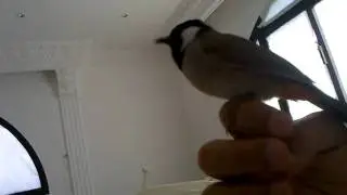 White-Eared Bulbul Song
