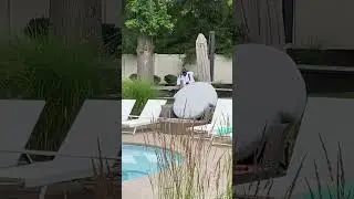 Moxie Pest Control service ghosting!  7/19/2023