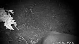 GAME CAMERA OF MARK TWAIN NATIONAL FOREST HUNTING SPOT IN MISSOURI BIG BUCK