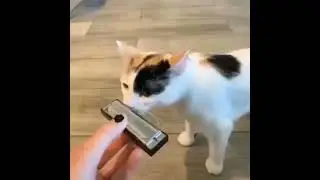 cat plays persona 4 theme??? 🥵🥵😨😳😲😲😲