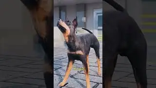 Why is the Doberman dogs&rsquo;s ears cropped #shorts #youtube  ￼