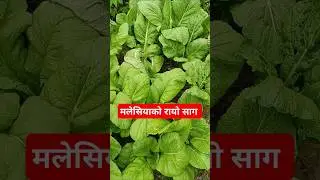 malaysia ko gaauma sabji pani hunxa #lbrai #youtubevideo #youtubeshorts #trendingshorts #minivlog