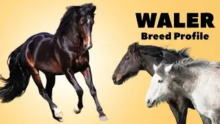 Waler Horse Breed Profile History - Price - Characteristics - Training - Grooming