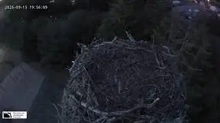 Seaside Osprey Cam