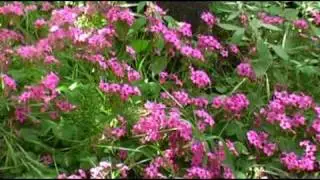 The Beauty of Nature -  La Semplice Bellezza della Natura