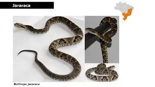 Curso Animais Peçonhentos - Serpentes do gênero Bothrops