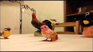 digibird modification
