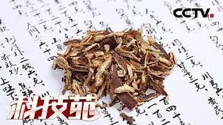 《科技苑》道地陈皮 第一集 岁月 20180804 | CCTV农业