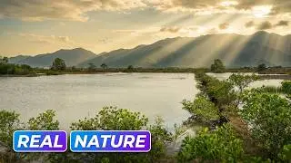 Relaxing Piano Music | Flowing Water & Animal Sounds | Real Nature Scenery