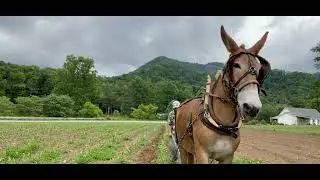 Hip strap harness and cultivating with Dolly