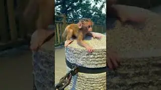 monkey baby is calling mom #monkey #shorts
