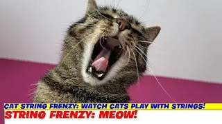 Cat String Frenzy: Watch Cats Play With Strings!