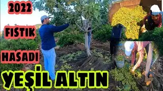 fıstık hasadımız~yüzler gülüyor ~ kan ilacı sonucu...