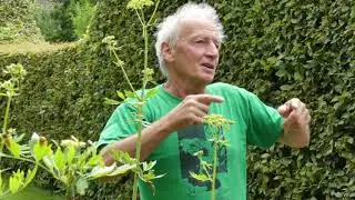 BALADE CONTEE : Le l&eacute;gendaire v&eacute;g&eacute;tal