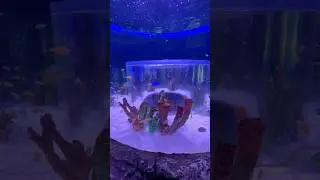 Finding Nemo, Dory and Marlin! #shorts #movie #findingnemo #findingdory #oceanpark #viral #fish