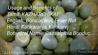 Natural seed medicine for hormonal imbalance// Kazharchikai //  Botanical Name: Caesalpinia Bonduc.
