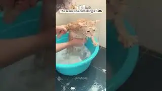 Cat taking a bath#fyp #funny #foryou #funny video #fpyツ #pet #cats #funnycat