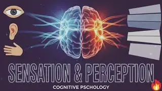 Sensation and Perception in Psychology | How We Experience & Interpret the World (Examples)
