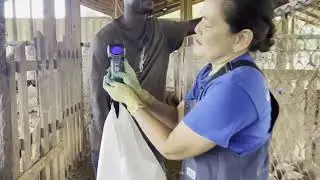 Using a Weight Tape to weigh Goat and Sheep