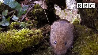 Live Winterwatch: Day 6 🍄 2021 🐿  BBC