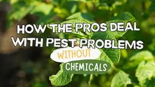 How the Pros Deal with Pest Problems Without Chemicals