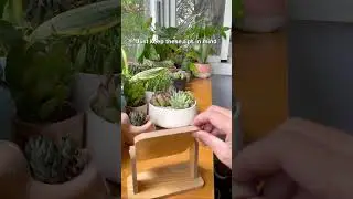 Can mirror increase light for your plants?  #houseplants #planthack #plants #plantcare