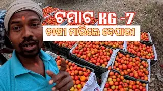 ଟମାଟ KG...7 ଟଙ୍କା କୁ ଆସିଲା. All Odisha Krushak Sathi #Greenparibar 