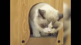 Cat Scratcher Lounge Vertical and Horizontal Cardboard Cats House | PurrPlexing Store Review