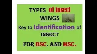 Types of  insect wings