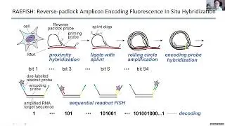Sequencing-free whole genome spatial transcriptomics at molecular resolution in intact tissue