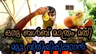 മുട്ട വിരിയിപ്പിക്കാൻ അത്ര ബുദ്ധിമുട്ടൊന്നും ഇല്ല  egg hatching using only a bulb