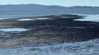 Monday, December 29, 2025 2:18pm Super-low Low Tide Bay Break