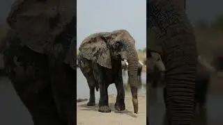 Elephant Relaxation Video At Serengeti