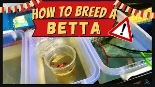 HOW TO BREED A BETTA FISH!! | Dc Aquatics Vlog #28