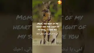 kangaroos,maternal instinct 🥰 #animals #viral #shorts