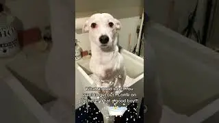 Stonky Snowball had a well needed bath!! 🫧🫧 #dogtraining #braintraining4dogs #1dogtraining