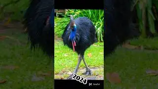 cassowary bird 🦃 #cassowary #animals #2023 #youtubeshorts