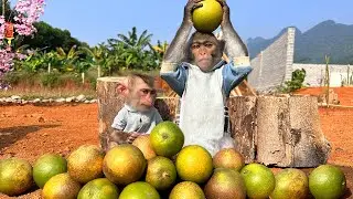 Bim Bim and baby monkey Obi help dad pick oranges in real life