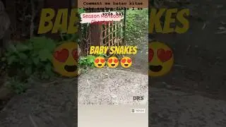 CUTE BABY SNAKES 😍😍#snake #shorts #trending #viralvideo #cobra #venom #turab #minizoo #snakes #drs