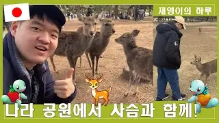 나라 공원에서 사슴과 함께! (오사카 여행 시즌 2-2)