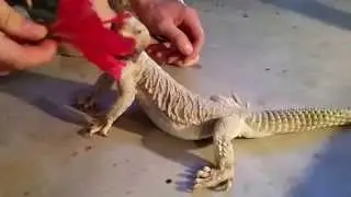 Hamish the Great- Microlepis Egyptian Uromastyx
