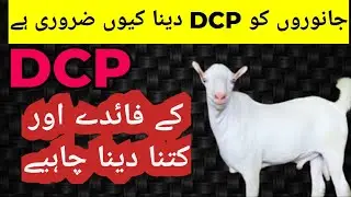 DCP Powder|Benefits| DCP Janwron K Ley Kitna Zrori Ha |DCP K Faidy Kia Hen.