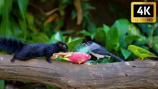 Relaxing Cat TV 🐿️ Peaceful Squirrels & Birds 🐦 Bird Entertainment for Pets Videos 😺 4K Cats Game