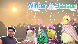 Cockatiel Birds protect winter season ❄️| winter time cockatiel birds protection tips ￼|