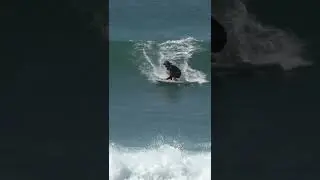 BEAU CRAM FINLESS LOG SHREDDING #SHORTS